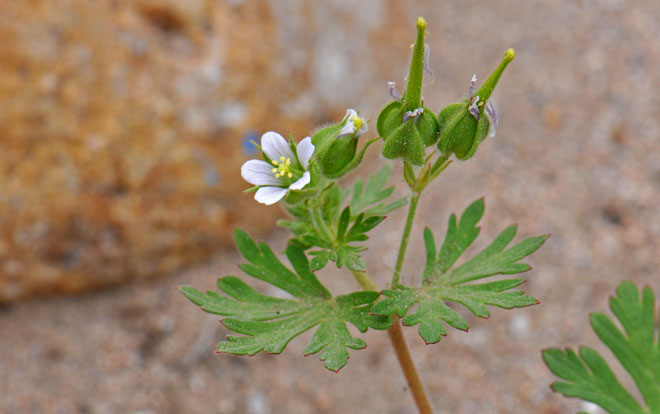 fruit hairy with a ½ style Carolina Geranium
